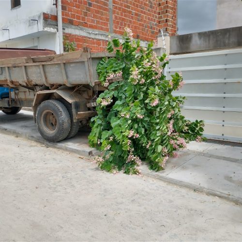 Foto: Agenor Filho - Jacuípe News 