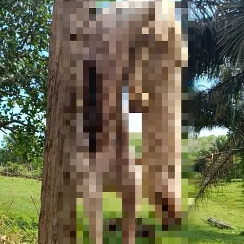 Homem é preso após esfaquear e pendurar cachorro em cerca de arame farpado na Bahia