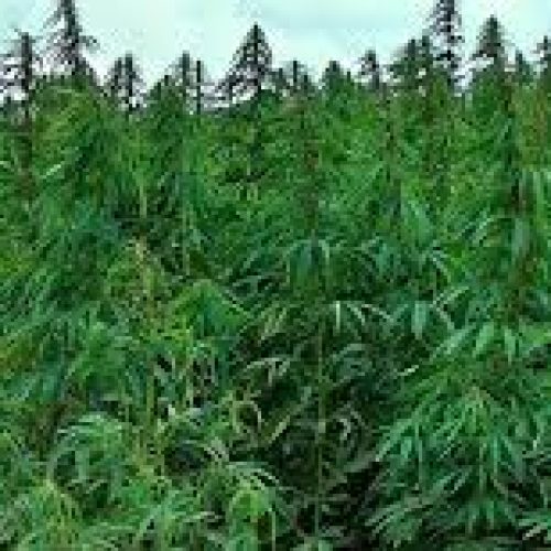 Plantação de maconha é encontrada no litoral norte da Bahia