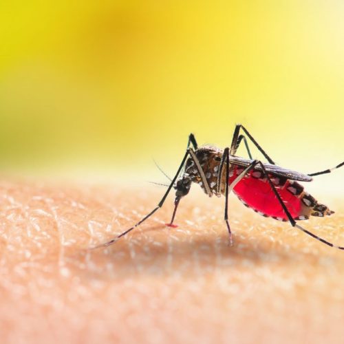 Mais uma morte por dengue é registrada em Feira de Santana