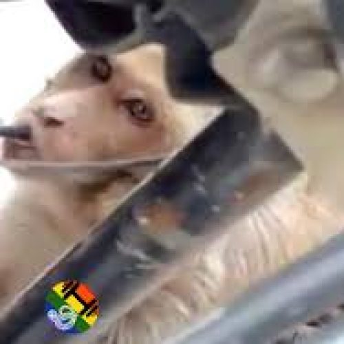 Macaco viciado em gasolina ataca motos; veja vídeo