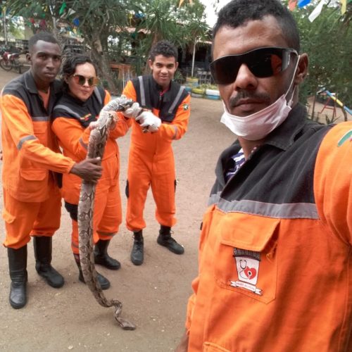 Cobra é encontrada na Bela Vista em Riachão do Jacuípe