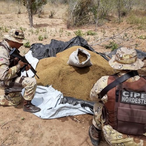 Cipe Nordeste erradica mais 300 kg de maconha em Monte Santo