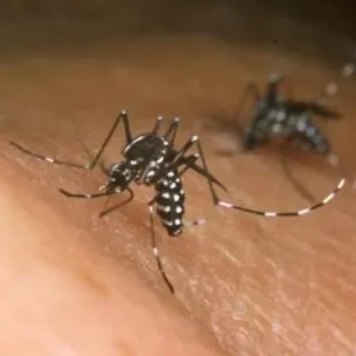 Brasil ultrapassa a marca de meio milhão de casos prováveis de dengue, com 75 mortes