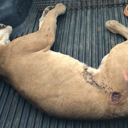 Filhote de onça morre após ser encontrado baleado na Bahia