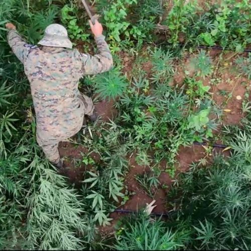 Mais de 200 mil pés de maconha são erradicados pela PM em Barro Alto