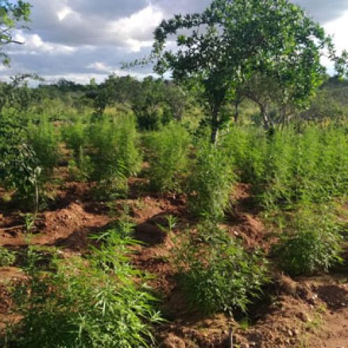PM erradica mais de 40 mil pés de maconha no norte da Bahia; suspeito morre em confronto com policiais