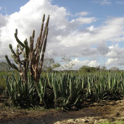 Região do Sisal tem 7 cidades em regime de racionamento de água