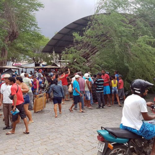 Vento derruba árvore sobre oito motocicletas em Queimadas