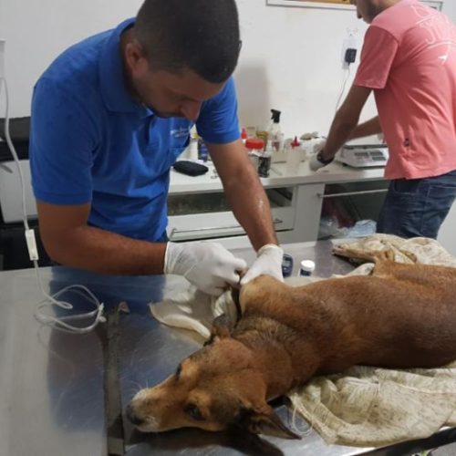 Euclides da Cunha: Cão é resgatado após ser abandonado sem comida e água em casa