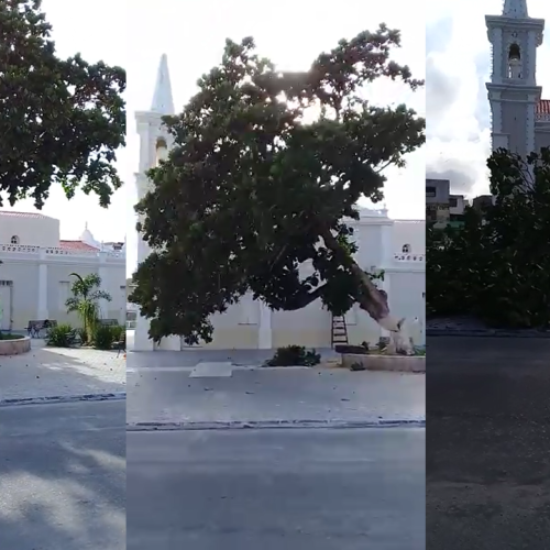 Derrubada de árvore gera polêmica em Conceição do Coité