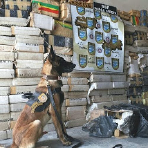 Três toneladas de maconha são apreendidas na BR-116