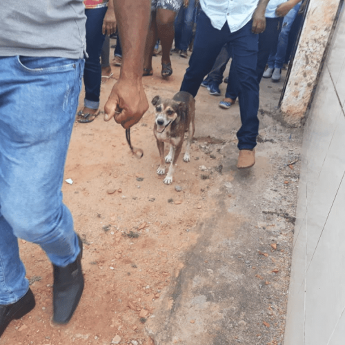 Em Coração de Maria, cachorro frequenta missas, visita velórios e acompanha sepultamentos