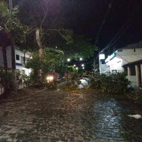 Chuva em Serrinha derruba árvores e causa transtornos