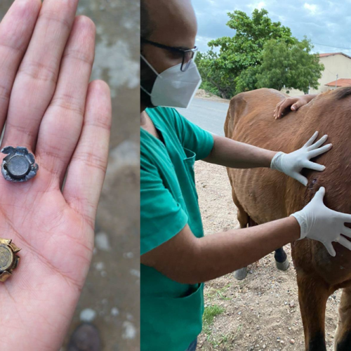 Prefeitura de Serrinha resgata cavalos baleados às margens da BA-409