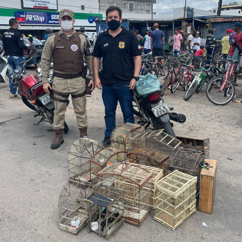 Operação combate comércio ilegal de aves e apreende 52 pássaros em Serrinha
