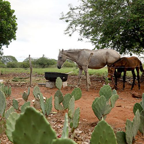Produtores da Bahia devem atualizar dados dos rebanhos a partir de 1º de julho
