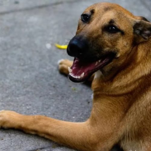 Prefeitura de Riachão do Jacuípe realiza ação de castração de cães neste fim de semana