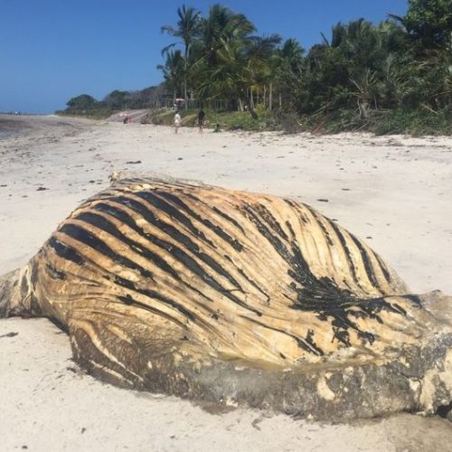 Baleia jubarte é encontrada morta em praia de Porto Seguro, no sul do estado