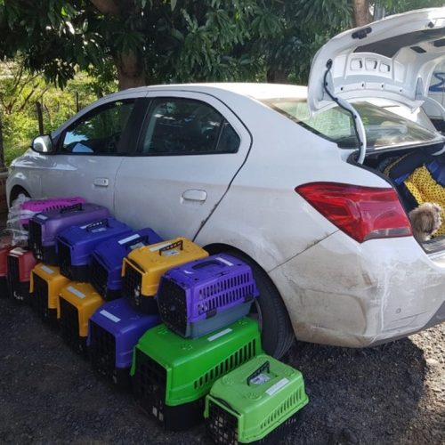 Mais de 60 filhotes de shih-tzu são achados aglomerados em porta-malas de carro na BA